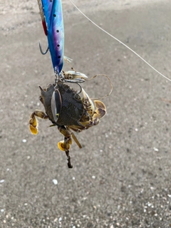 カニの釣果