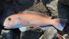 シロアマダイの釣果