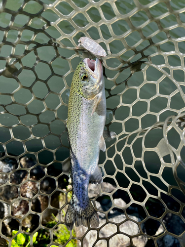 ニジマスの釣果