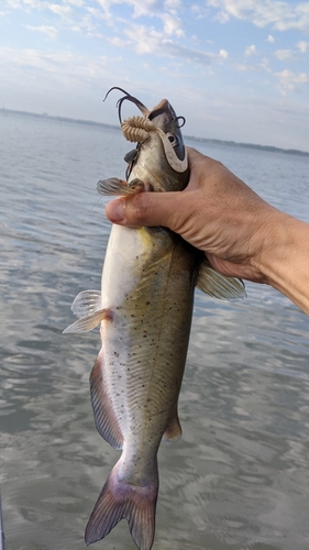 アメリカナマズの釣果