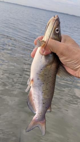 アメリカナマズの釣果