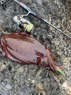 コウイカの釣果