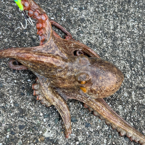 マダコの釣果