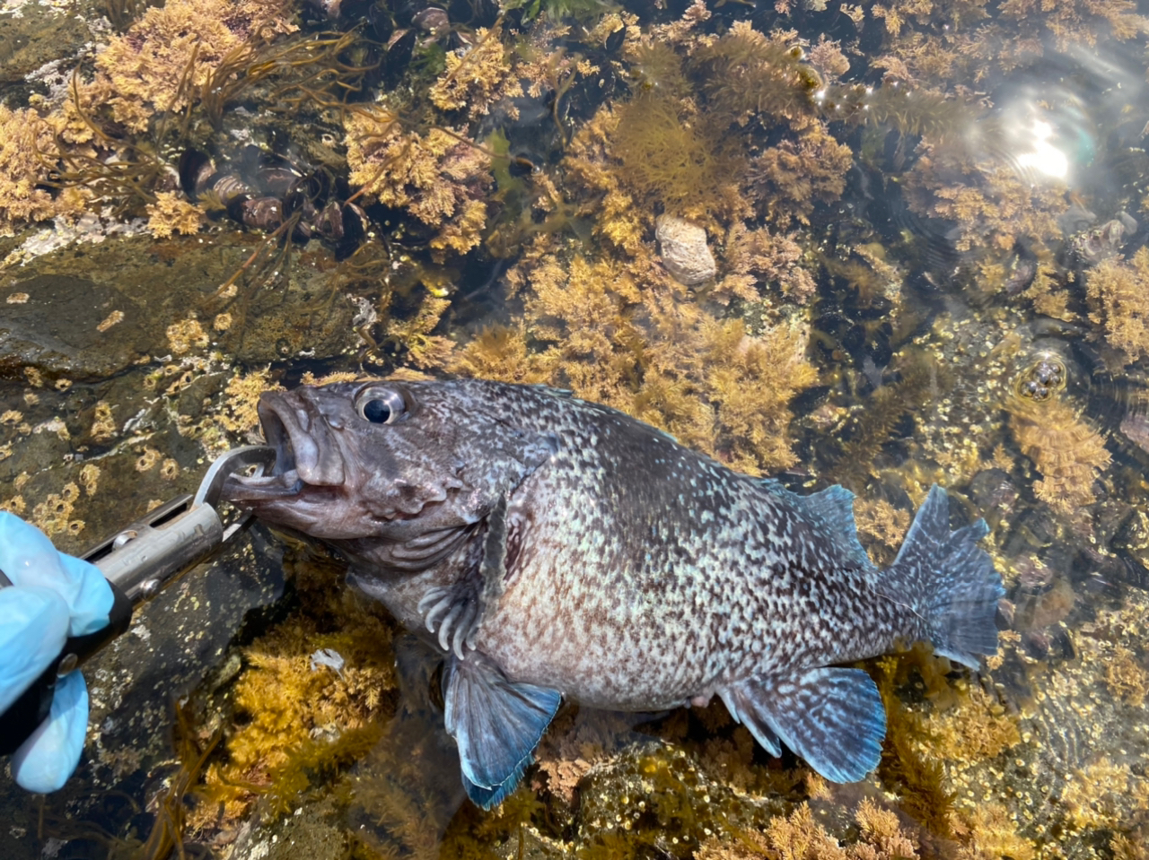 アブラコ