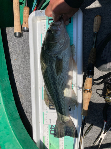 ブラックバスの釣果