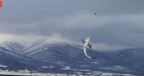 ホッケの釣果