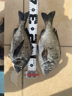 クロダイの釣果