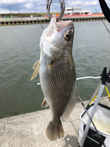 セイゴ（マルスズキ）の釣果