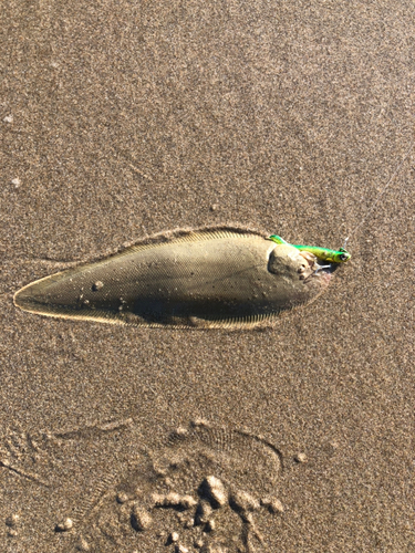 シタビラメの釣果