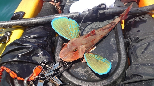 ホウボウの釣果