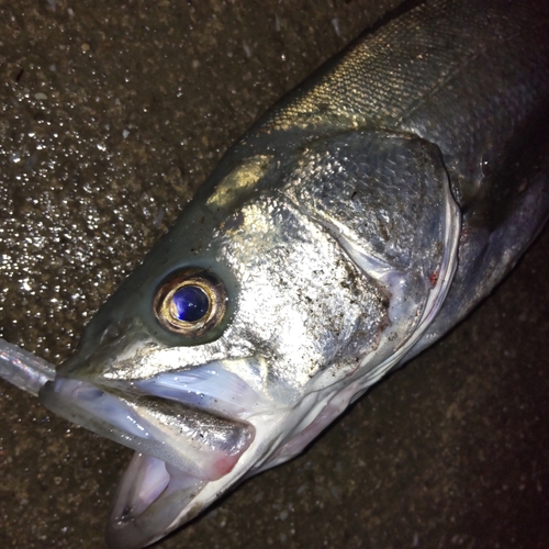 フッコ（マルスズキ）の釣果