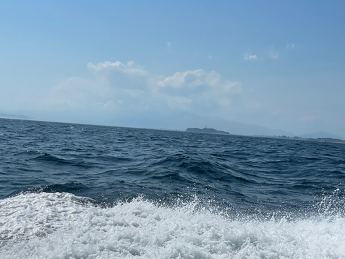 ヨリトフグの釣果