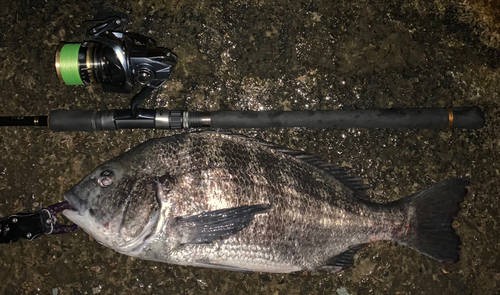 クロダイの釣果