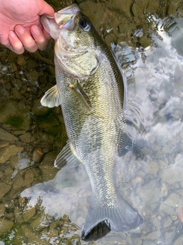 ラージマウスバスの釣果