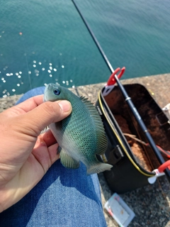 クロの釣果