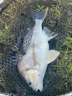 キビレの釣果