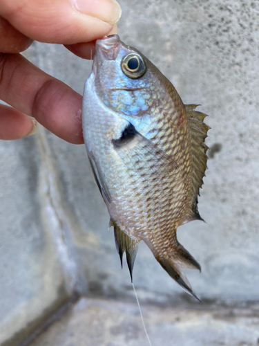 スズメダイの釣果