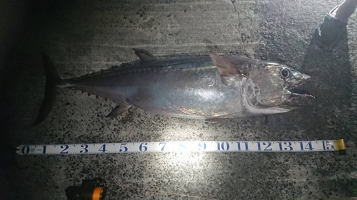 イソマグロの釣果