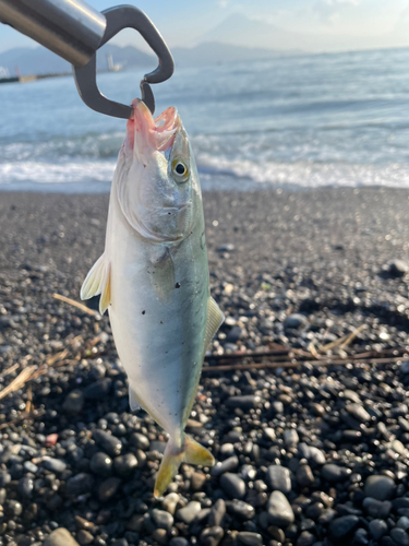 ワカシの釣果