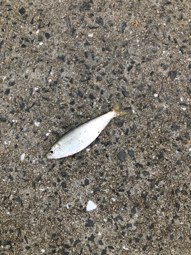 コハダの釣果