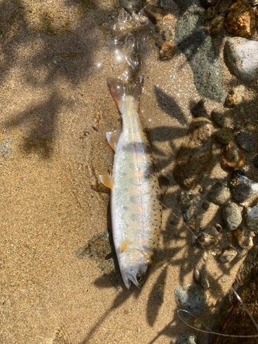 ヤマメの釣果