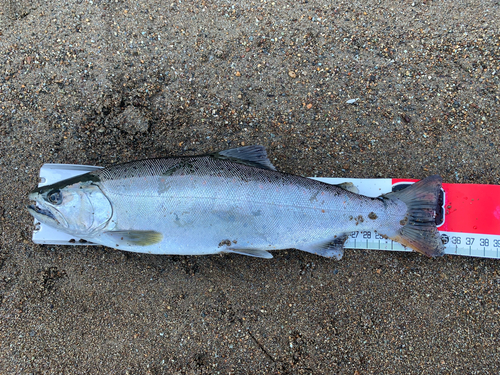 サツキマスの釣果