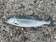 サクラマスの釣果