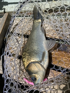 ヘラブナの釣果