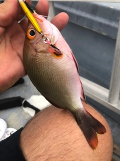 ヒメフエダイの釣果