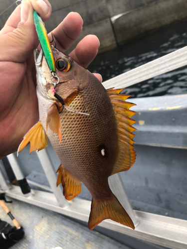 フエダイの釣果