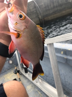 ヒメフエダイの釣果