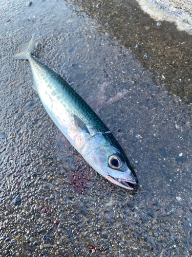 サバの釣果