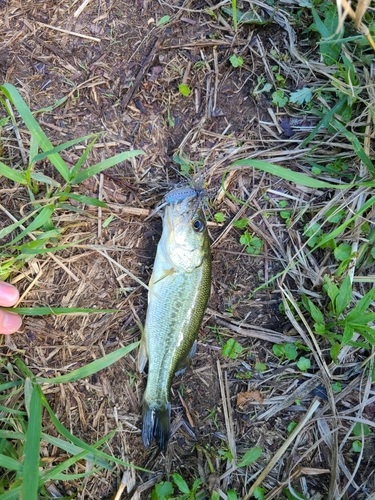 ラージマウスバスの釣果