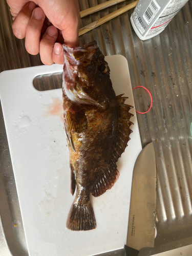 アラカブの釣果