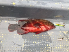 ニジハタの釣果