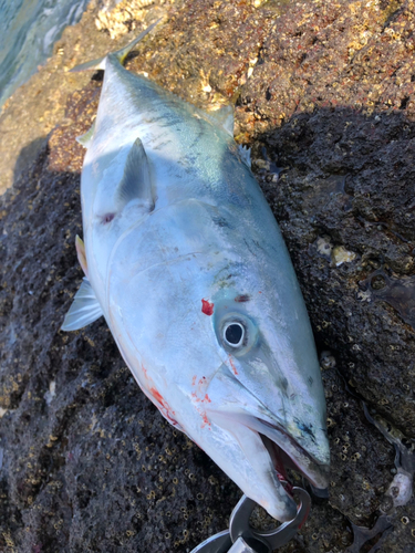 ヤズの釣果