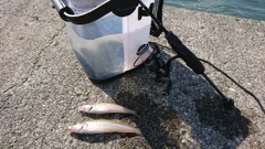 シロギスの釣果