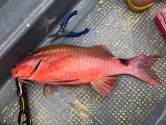 ホウライヒメジの釣果