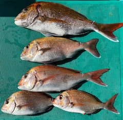 マダイの釣果