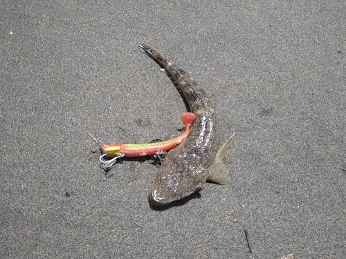 マゴチの釣果