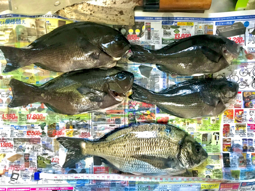 クチブトグレの釣果