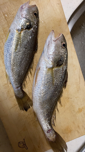 イシモチの釣果