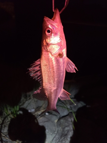 スズキの釣果