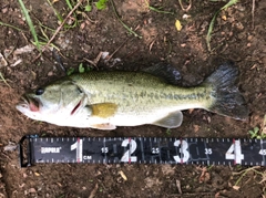 ブラックバスの釣果