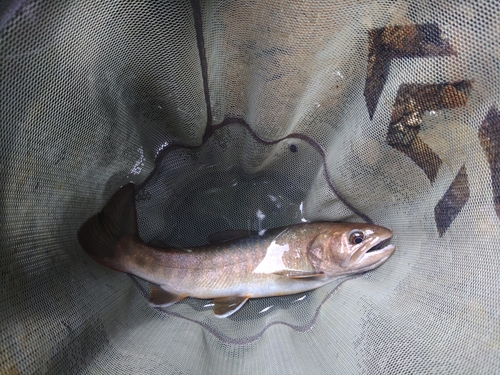 イワナの釣果