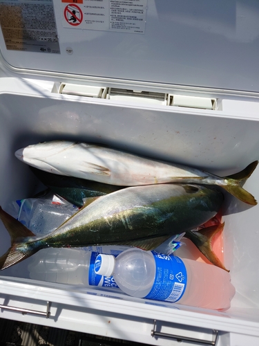 ハマチの釣果