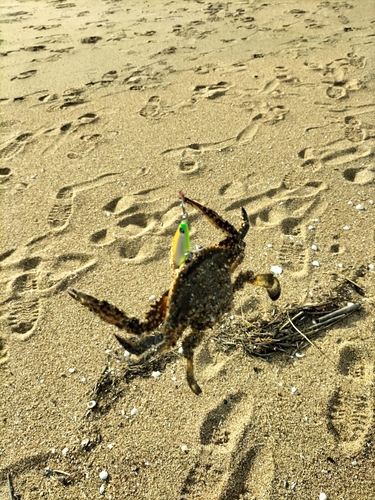 カニの釣果