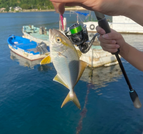 ショゴの釣果