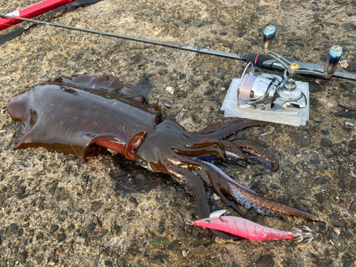 アオリイカの釣果