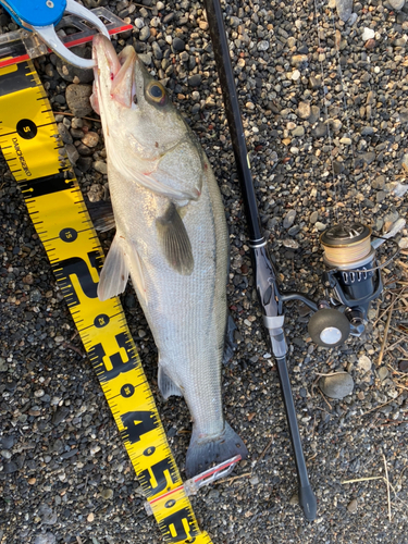 マルスズキの釣果